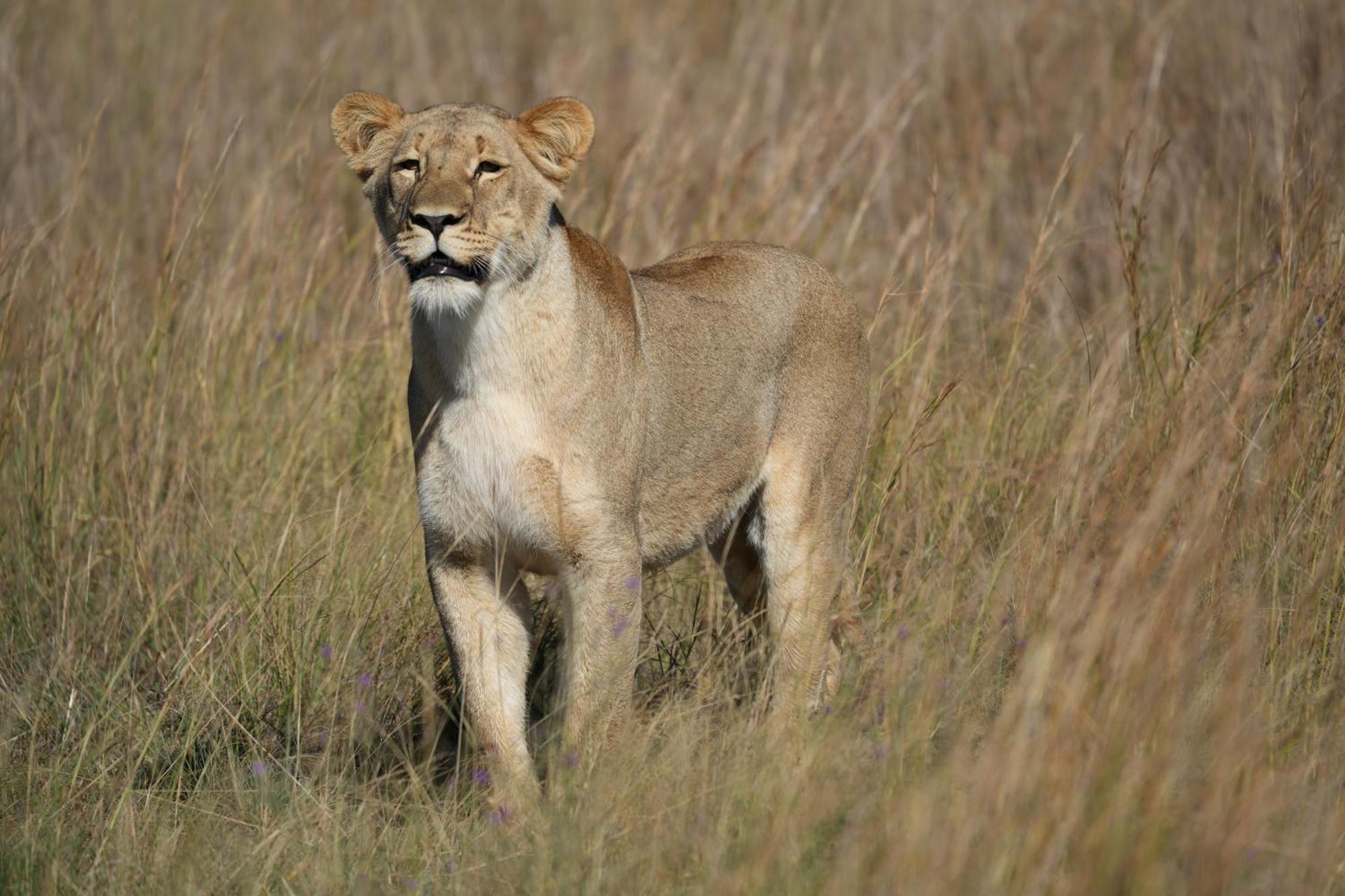 Shibula Safari Lodge