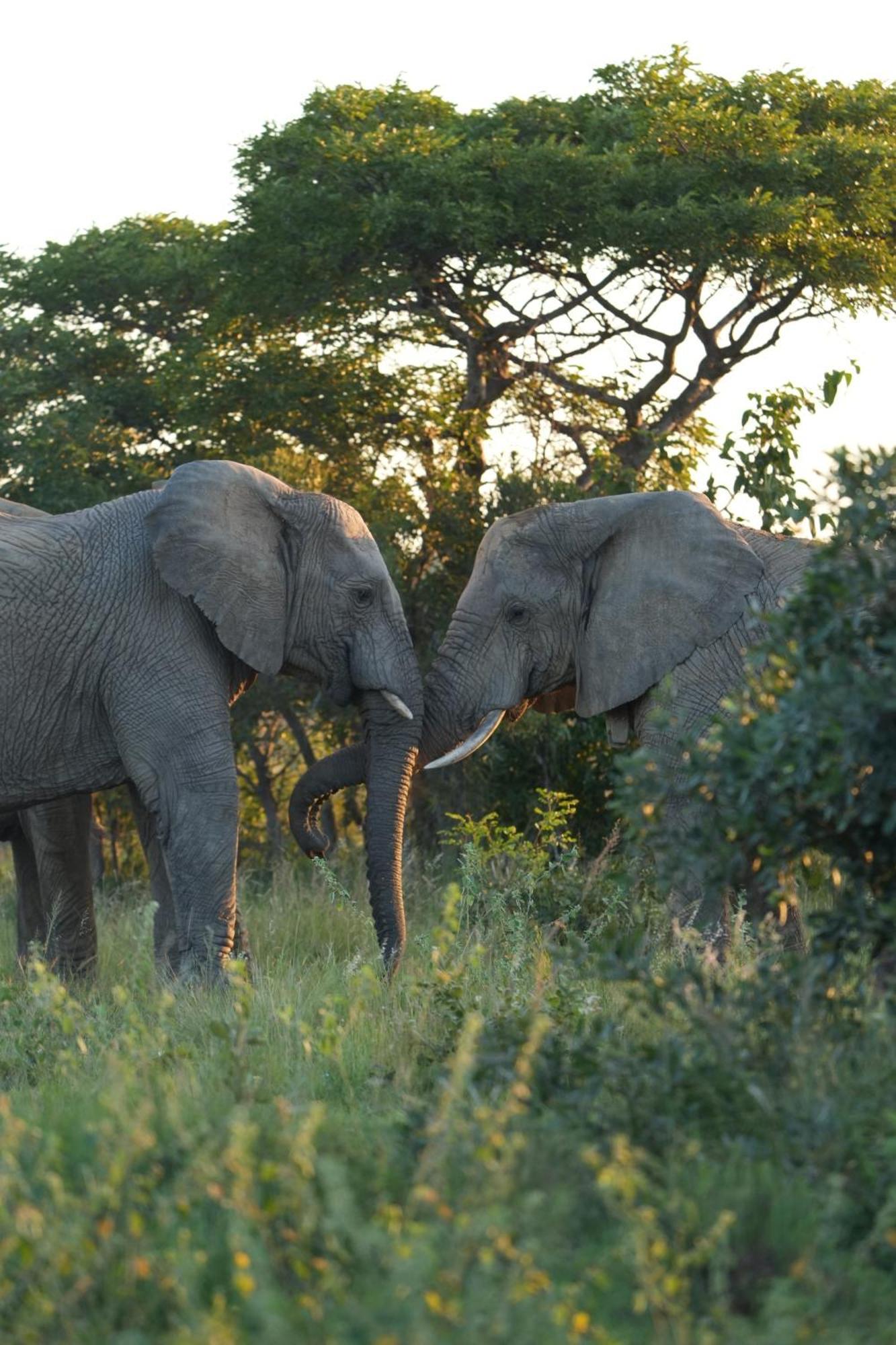 Shibula Safari Lodge