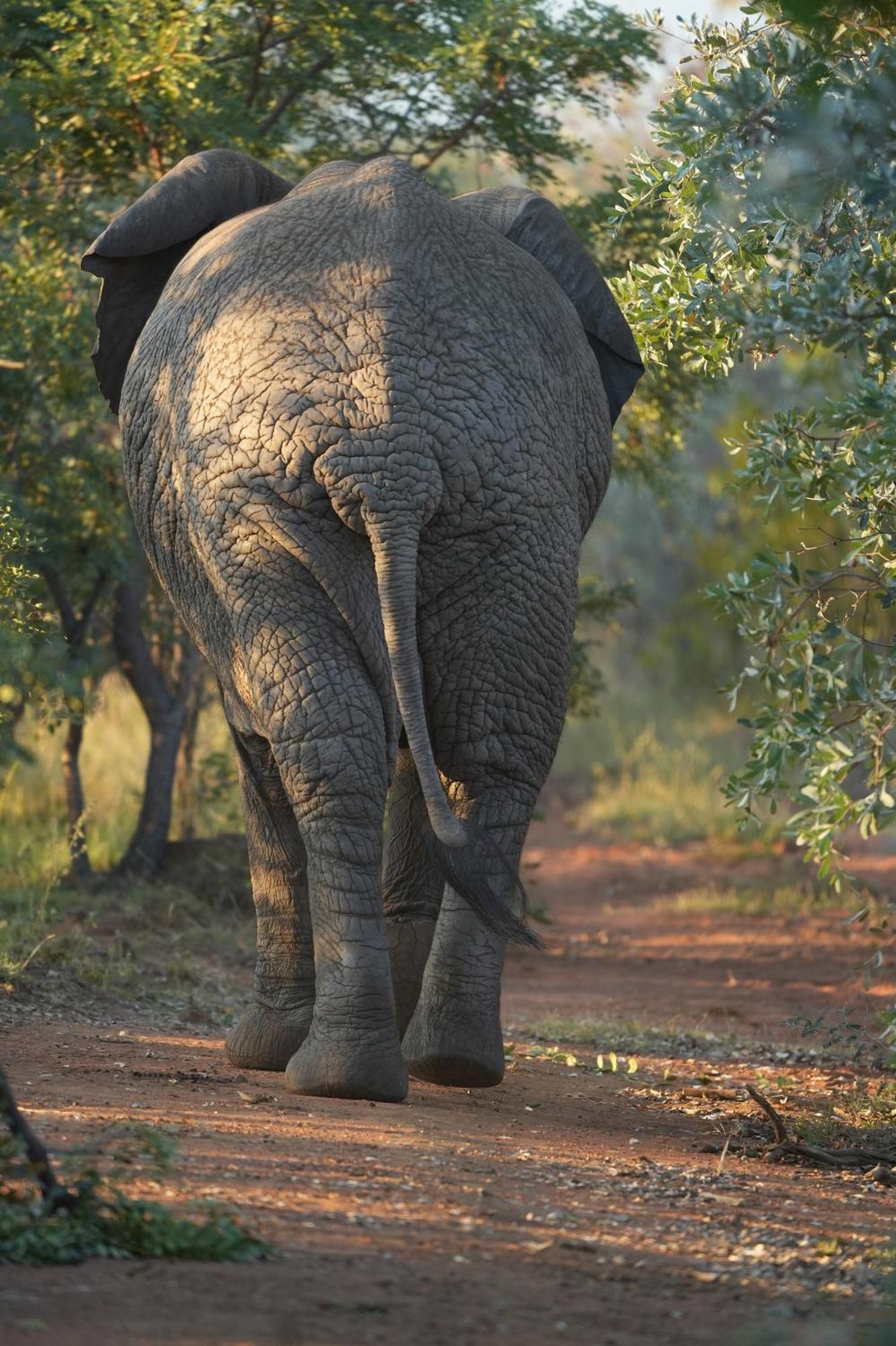 Lodge Shibula Safari *