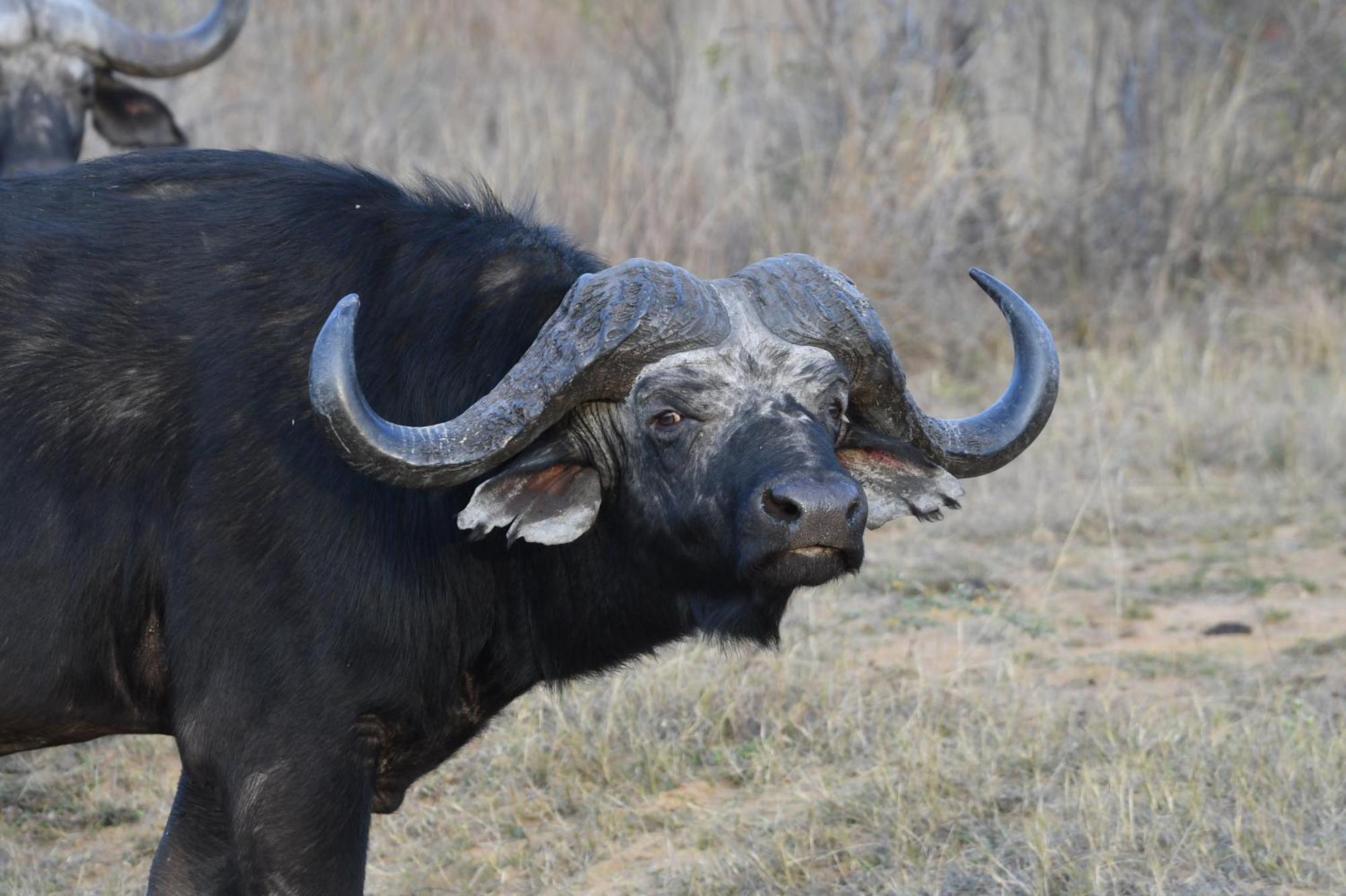 Lodge Shibula Safari Welgevonden Game Reserve