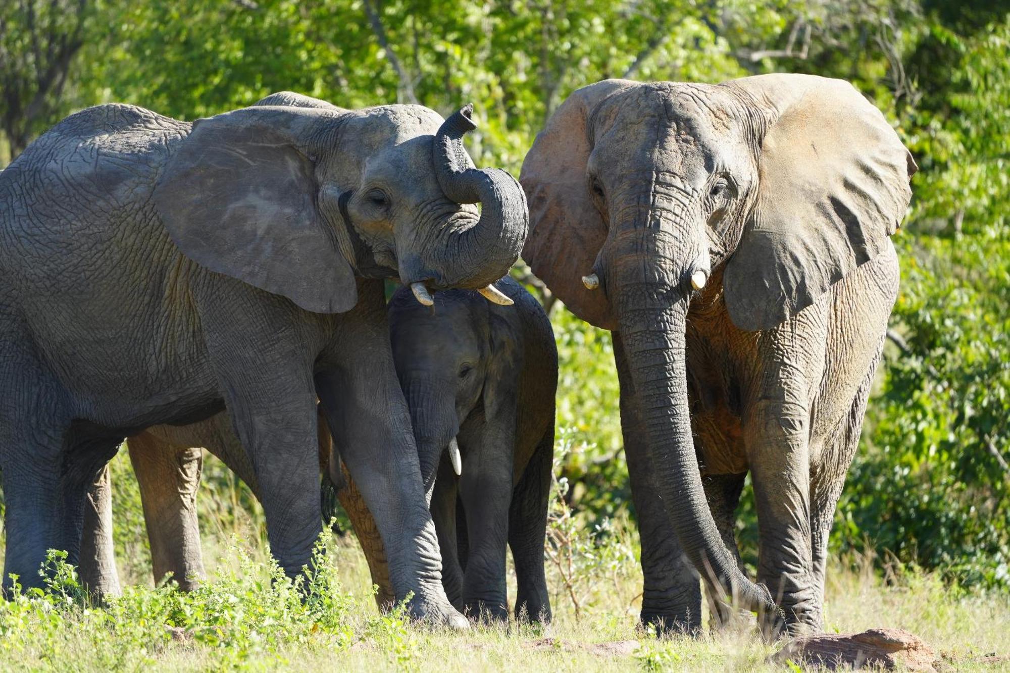 Lodge Shibula Safari