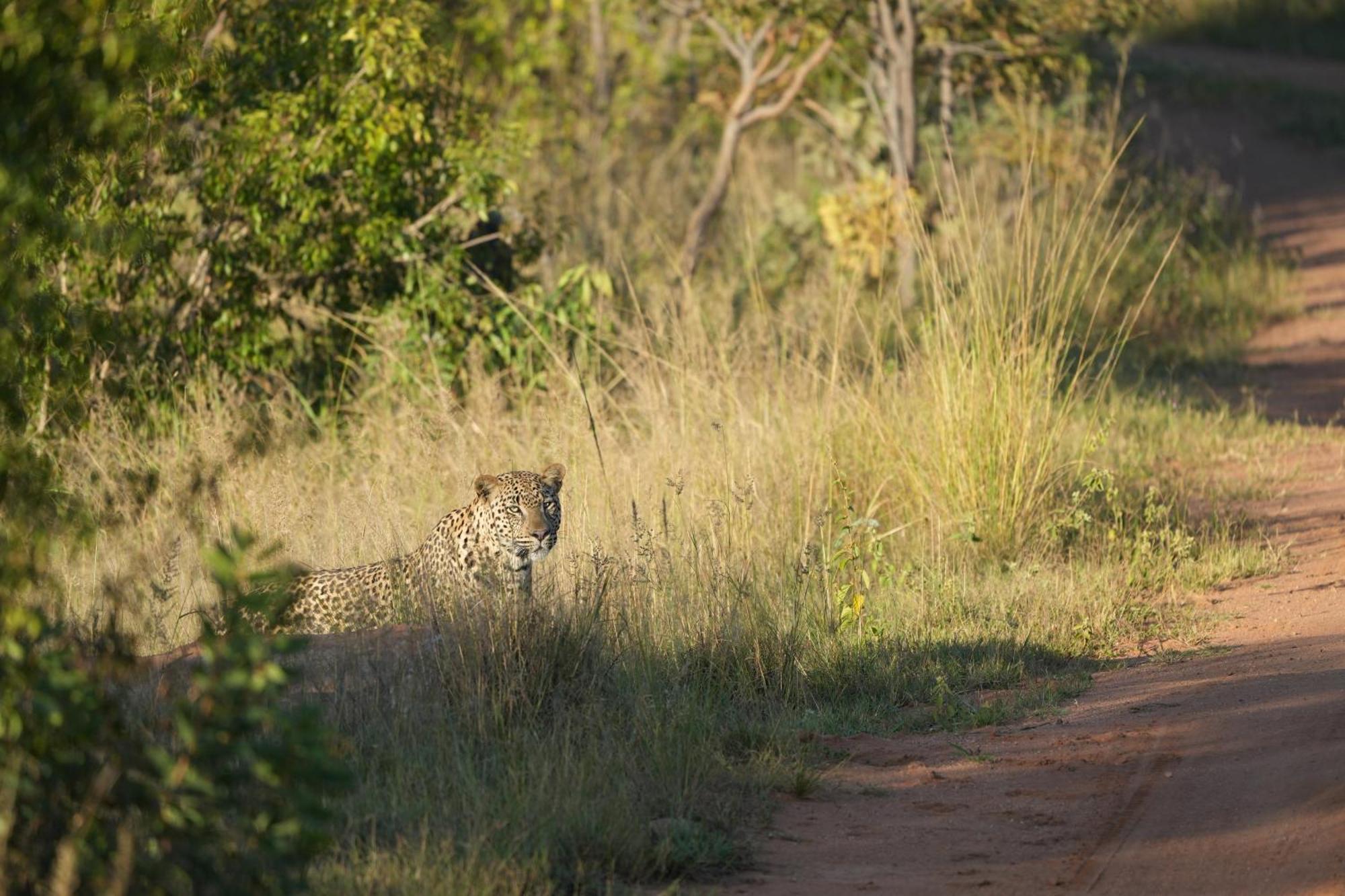 Shibula Safari *