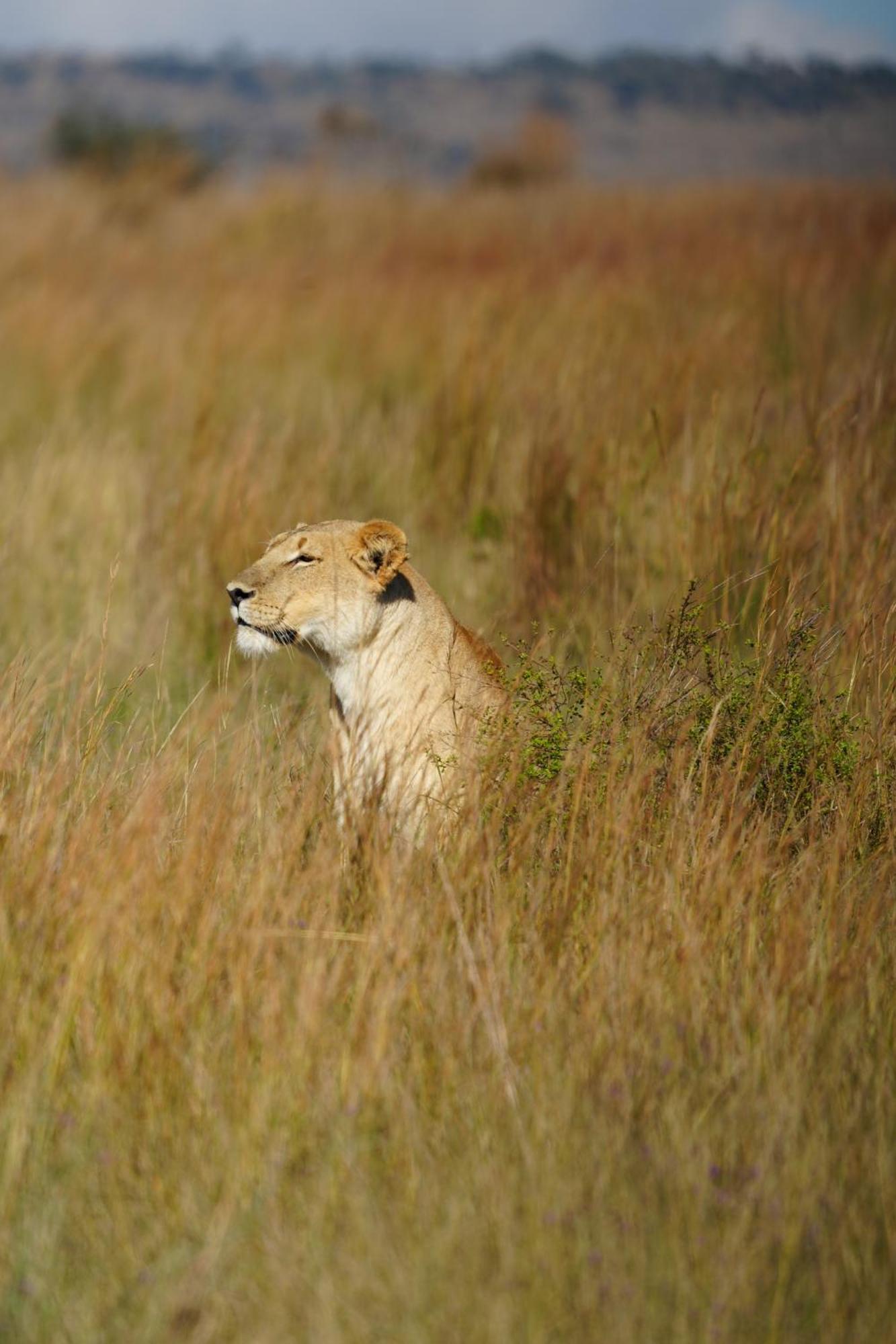 Shibula Safari