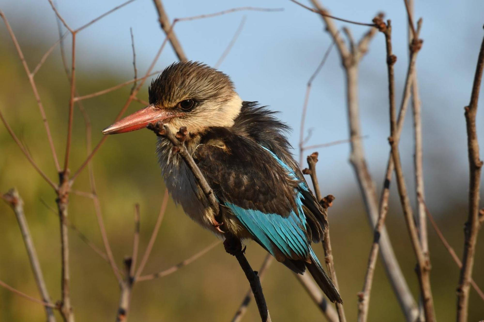 Shibula Safari * Welgevonden Game Reserve