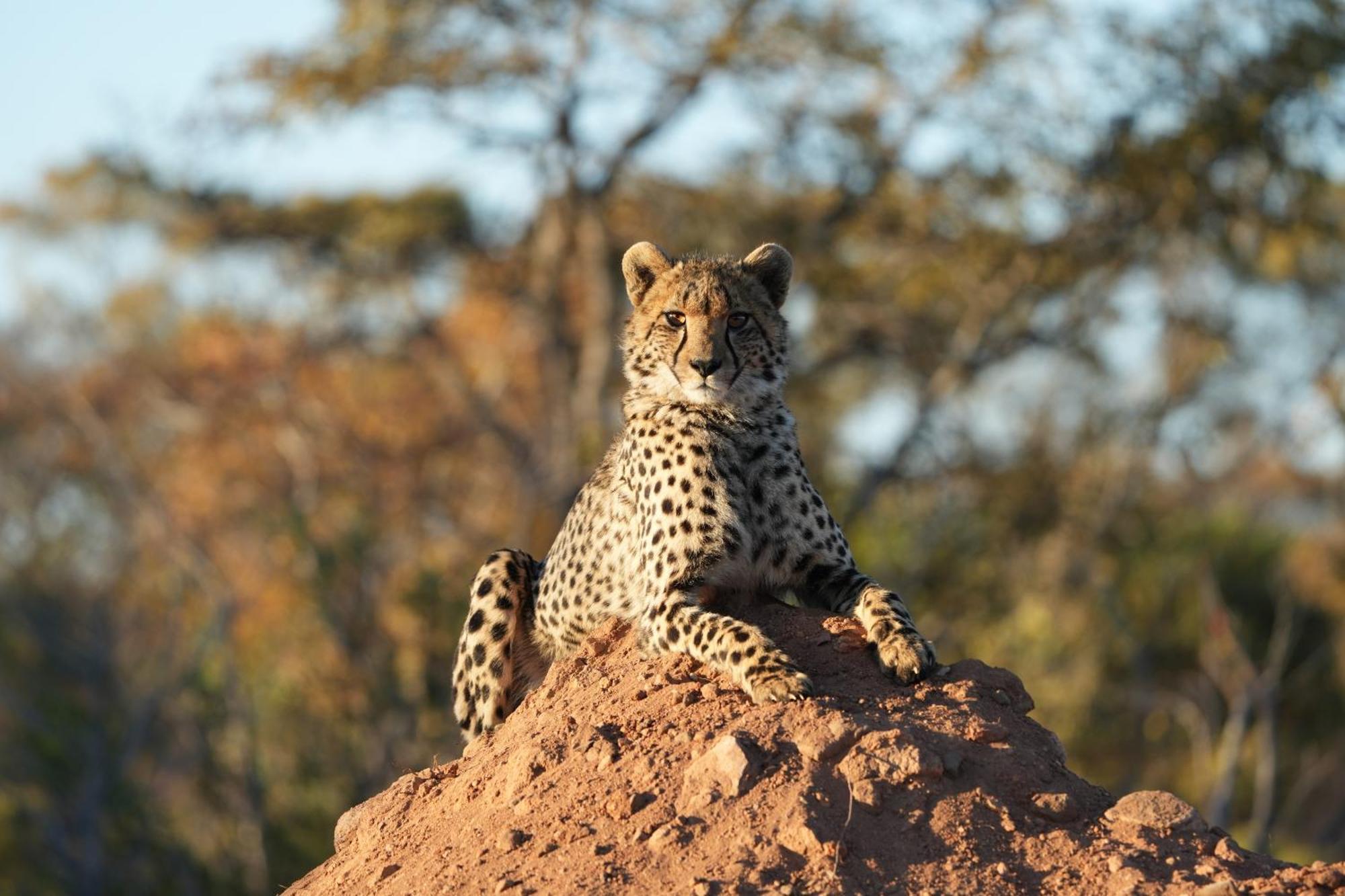 Shibula Safari *