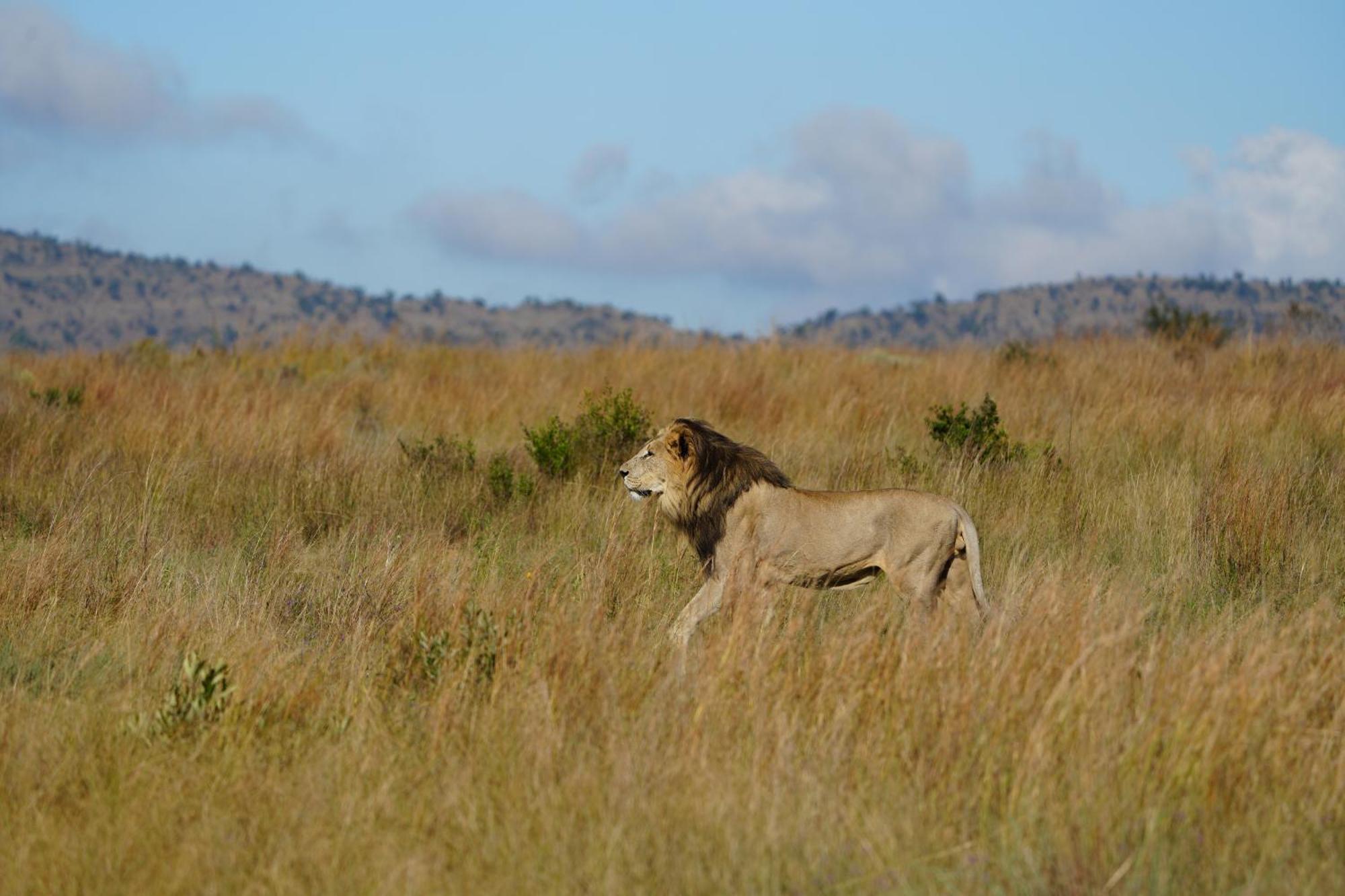 Shibula Safari