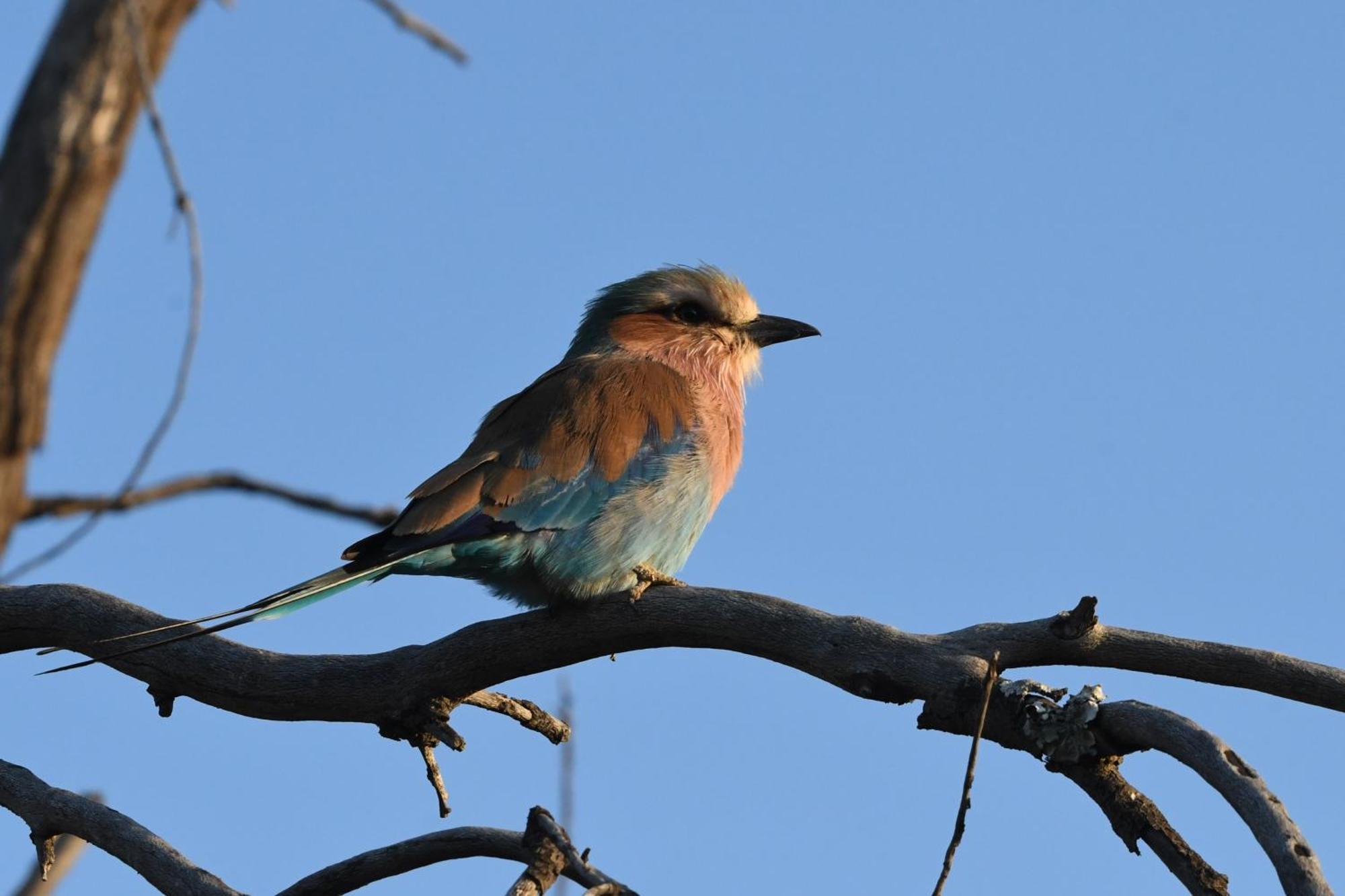 Shibula Safari * Welgevonden Game Reserve
