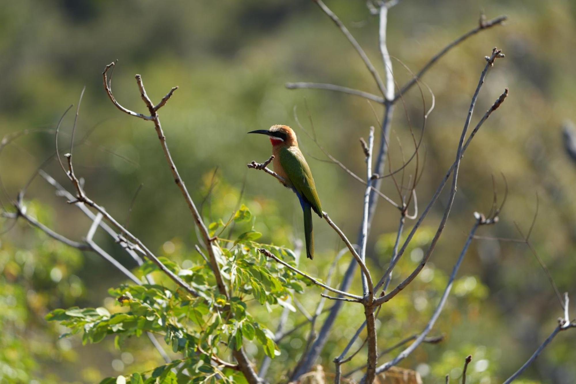 Shibula Safari * Welgevonden Game Reserve